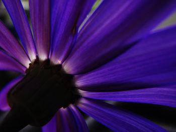 Close-up of purple flower blooming outdoors