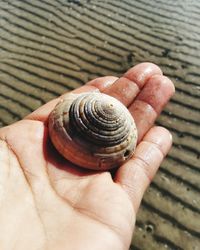 Close-up of person holding shell