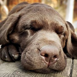 Close-up of a dog sleeping