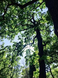 Low angle view of trees in forest against sky