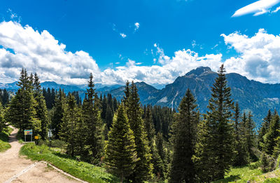 Trees in forest against sky