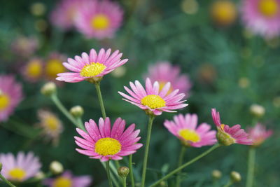 Close-up of pink flowering plants