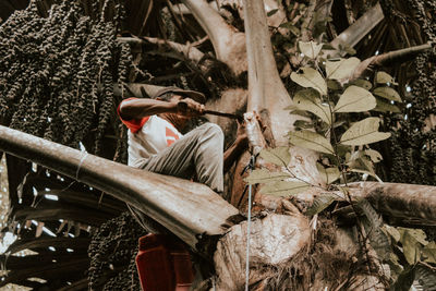 Man working on tree