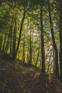 Trees in forest