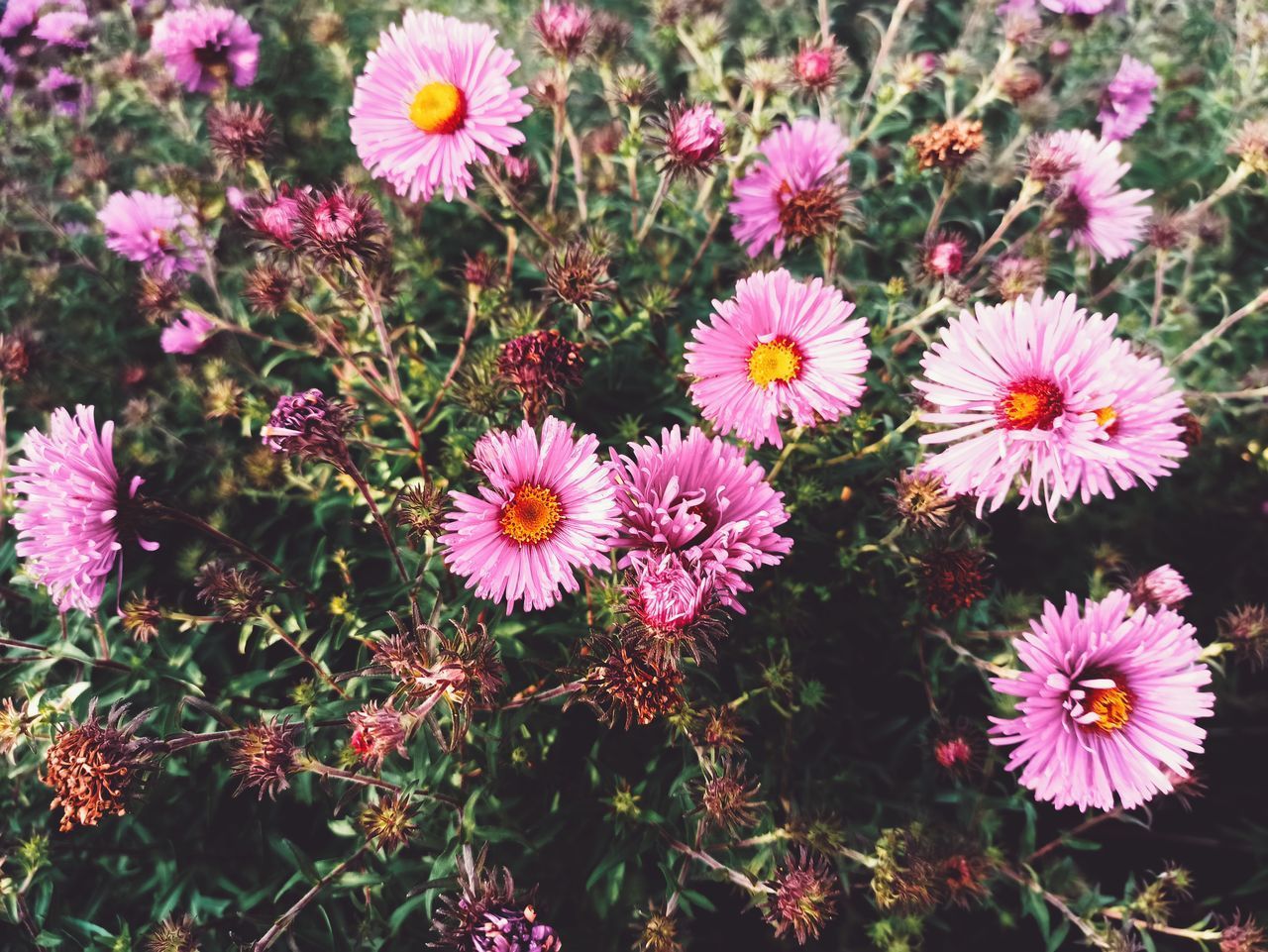 HIGH ANGLE VIEW OF PINK FLOWERING PLANT IN FIELD