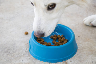White dog and dog food, dry dog food, eating scene in outdoor