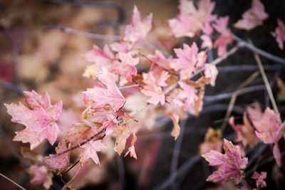 Close-up of pink cherry blossoms