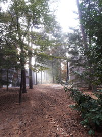 Footpath amidst trees in forest