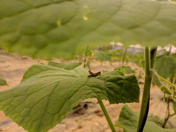 Close-up of insect on leaves