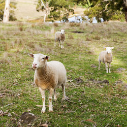 Sheep and lambs in a paddock in australia