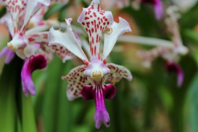 Close-up of flowers blooming outdoors