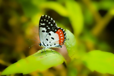 Close-up of butterfly on flower