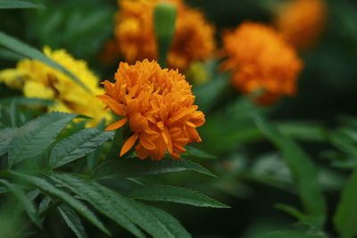 Close-up of orange marigold flower