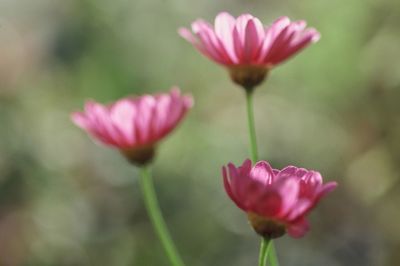 Close-up of pink flower