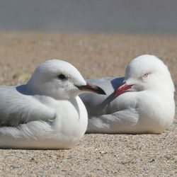 High angle view of seagulls on beach