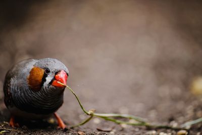 Close-up of bird perching outdoors