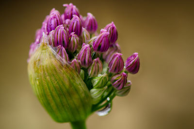 Close-up of purple flower