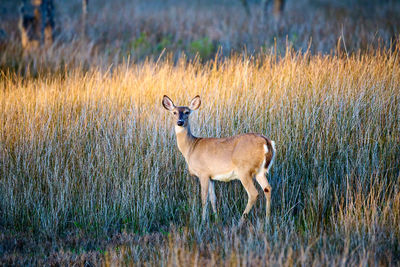 Deer standing on field