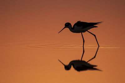 Silhouette bird on rock against sky during sunset