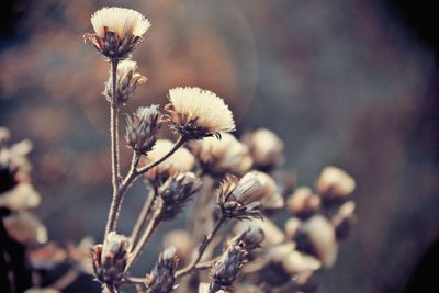 Close-up of wilted flower