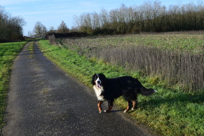 Dog on road amidst field