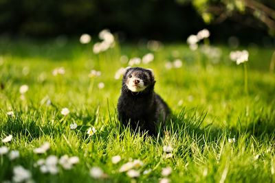 Close-up of gorilla sitting on field