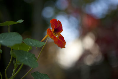 Close-up of red flower growing on plant