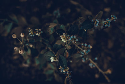 Close-up of flowers