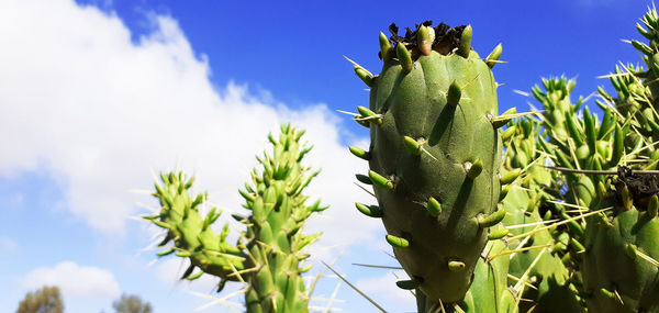 Low angle view of cactus plant against sky