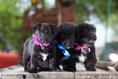 Close-up of black puppies standing on floorboard