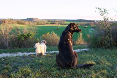 View of dog on field against sky