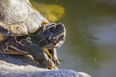 Close-up of turtle in water