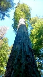 Low angle view of tree against sky