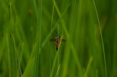 Close-up of insect on plant