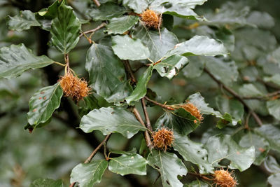 Close-up of orange berries on plant