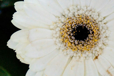 Close-up of white flower