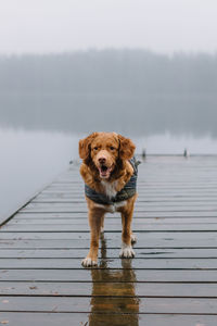 Cute brown nova scotia duck tolling retriever with open mouth staying on wooden pier.