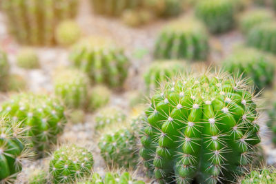 Close-up of cactus growing on field