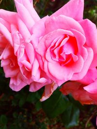 Close-up of pink rose