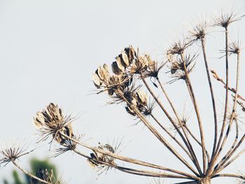 Close-up of dry plant against clear sky
