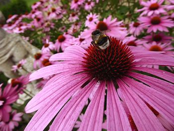 Close-up of bee pollinating on purple coneflower blooming outdoors