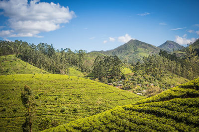 Tea plantation in mountain landscape sri lanka