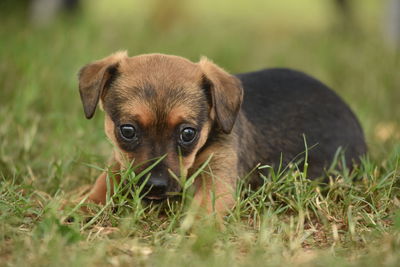 Portrait of puppy on field