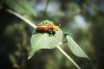 Close-up of insect on leaf