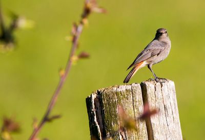 Close-up of bird perching on wooden post