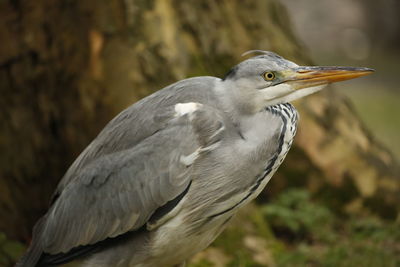 Close-up of heron