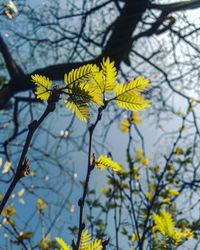 Close-up of yellow flowers blooming on tree