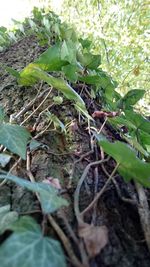 Close-up of plants