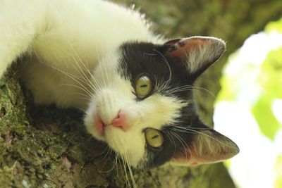 Close-up portrait of a cat