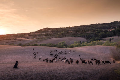 Goats on landscape against sky